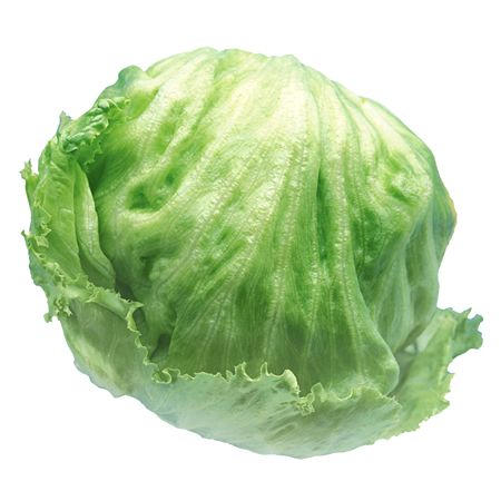 LETTUCE CELLO ICEBERG